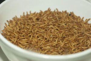 vegetarien-environnement-manger-insectes