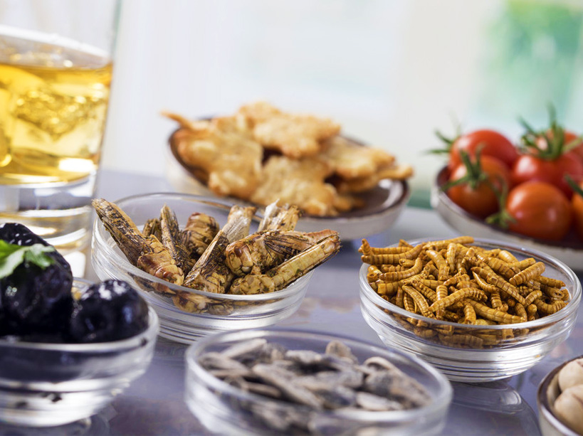 Manger des insectes ? Nos conseils pour débuter en entomophagie