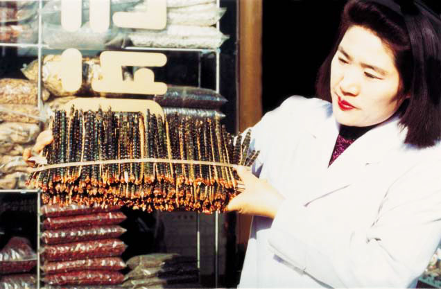 Mille-pattes utilisés en médecine traditionnelle coréenne pour soigner l'arthrite (consommation d'un bouillon préparé avec un poulet farci de ces mille-pattes) Cliché R. Pemberton, Fort Lauderdale, États-Unis (Revue Insectes)