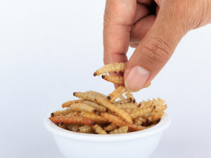 entomophagie