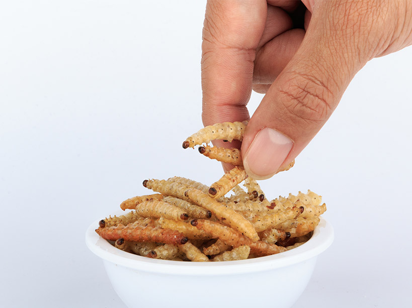 entomophagie