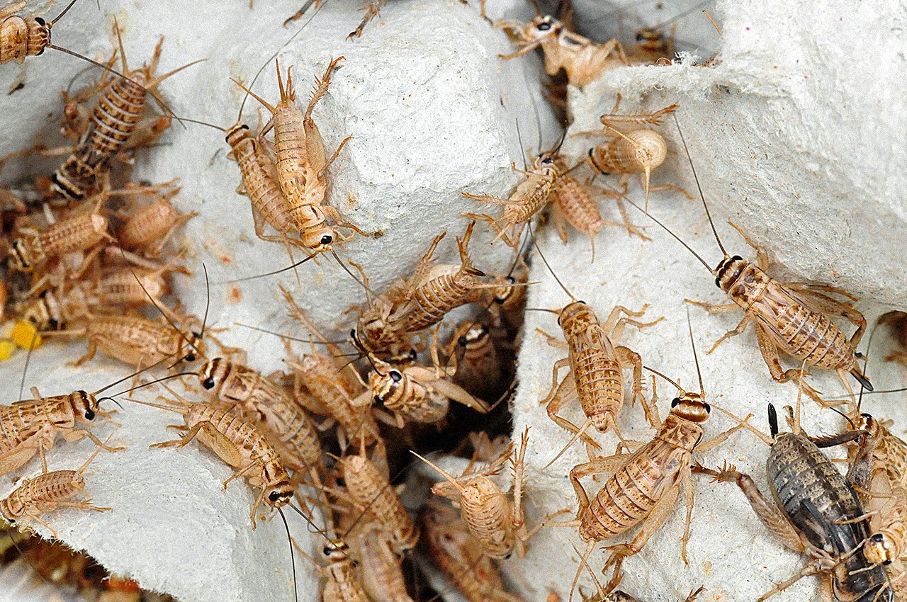 Elevage de grillons dans des boîtes à oeufs - Marima (Shutterstock)