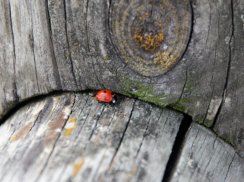 La coccinelle est utilisée dans la lutte contre les pucerons - Flickr
