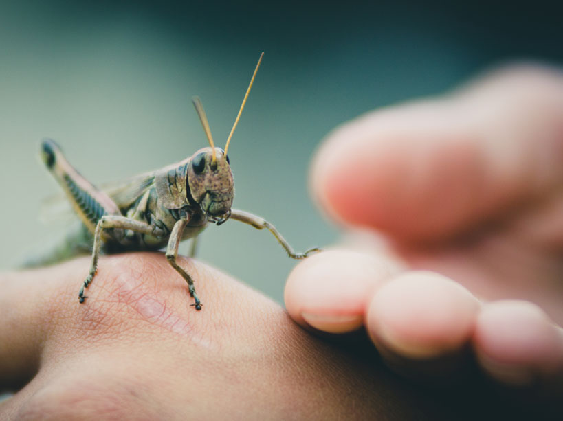 elevage-insectes