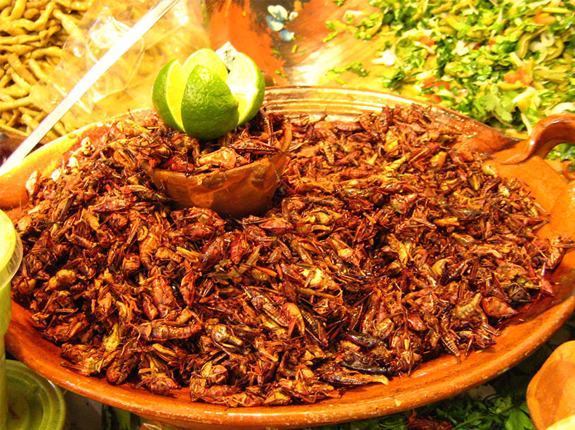Les chapulines - des insectes-apéro très appréciés en Amérique du Sud