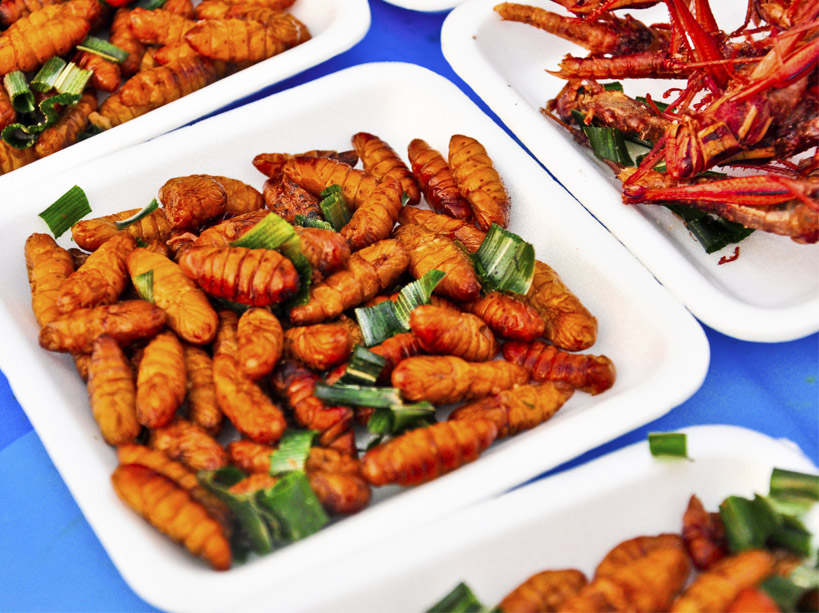 manger-insectes-tendance