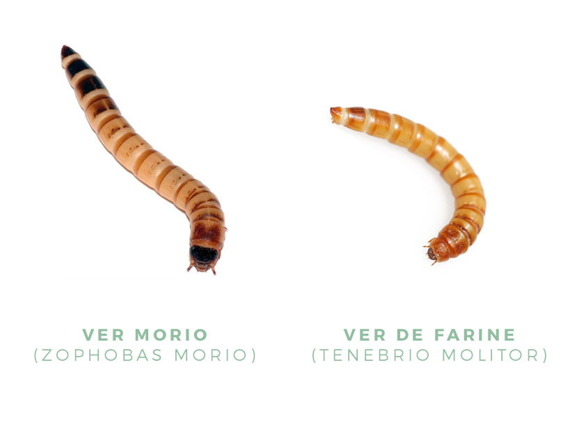 Ver morio et ver molitor : la différence