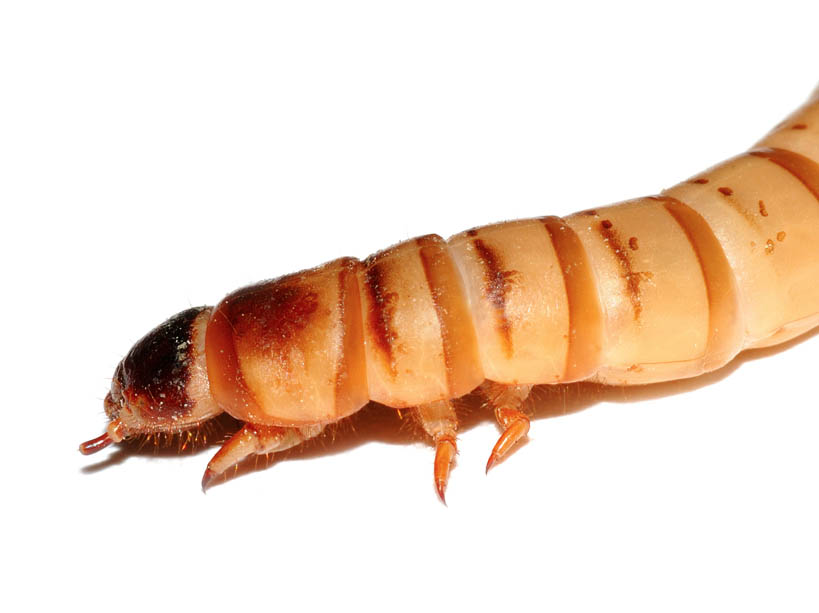 morio-worm