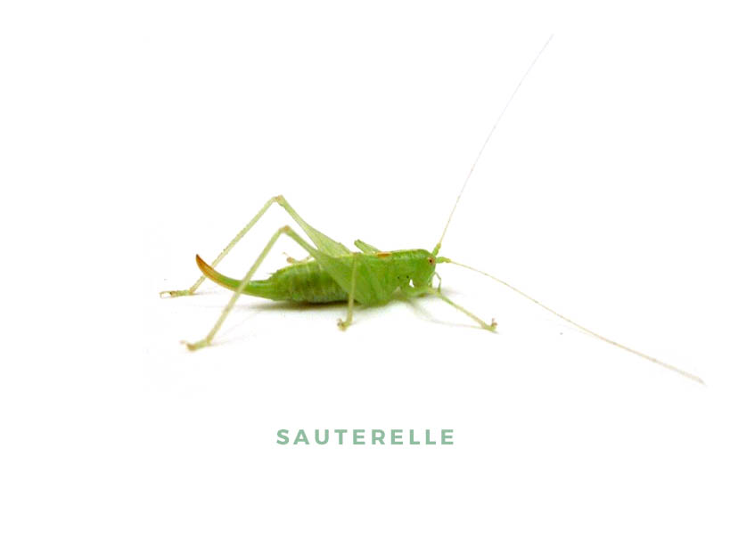 La sauterelle