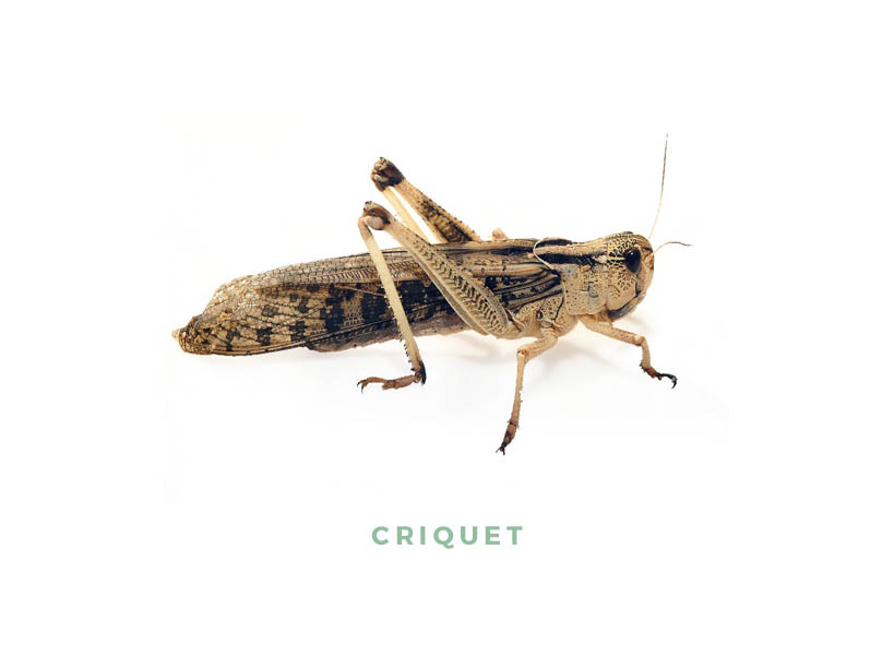 Un criquet