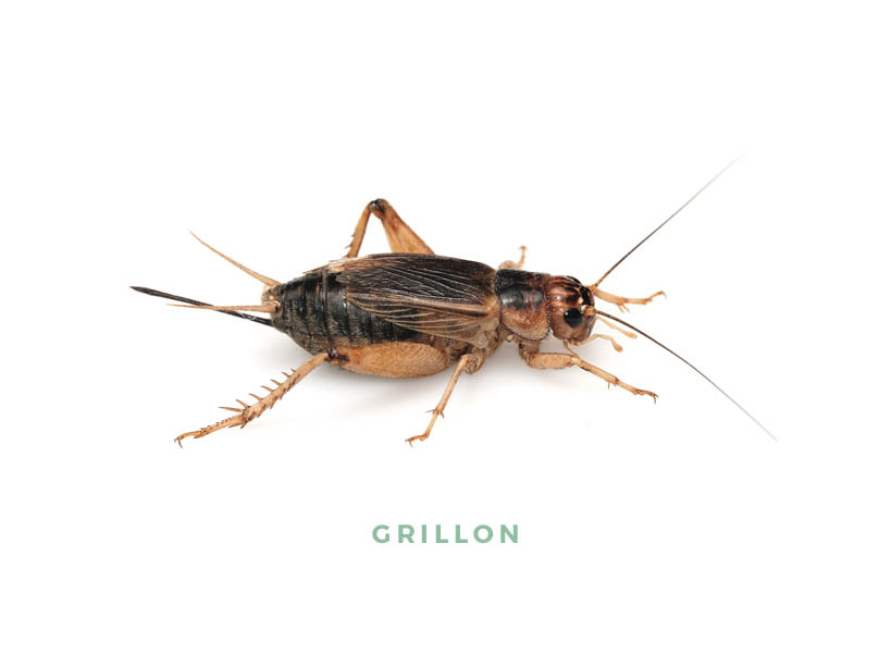grillon