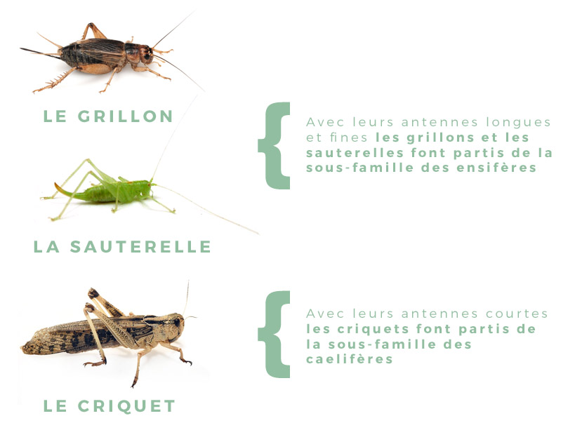 difference-criquet-grillon-sauterelle