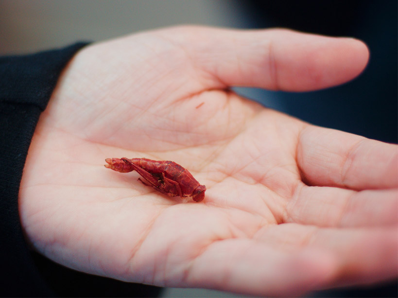 hand-insect