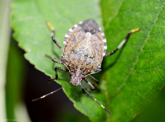 La punaise diabolique : un insectes comestibles - Crédit photo : INRA