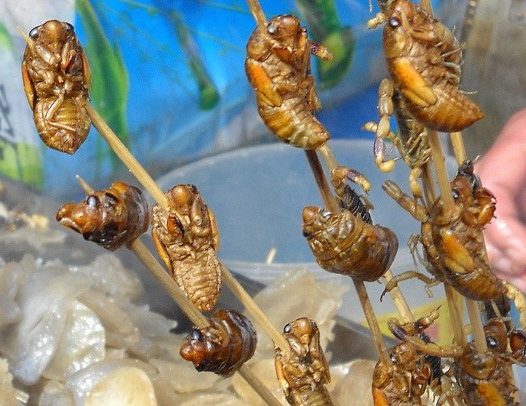 Larves de cigales et cigales se consomment - Crédit photo : Asian Snake wine