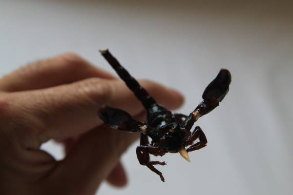 Le scorpion parfaitement comestible ! Crédit photo : Pimp my trip