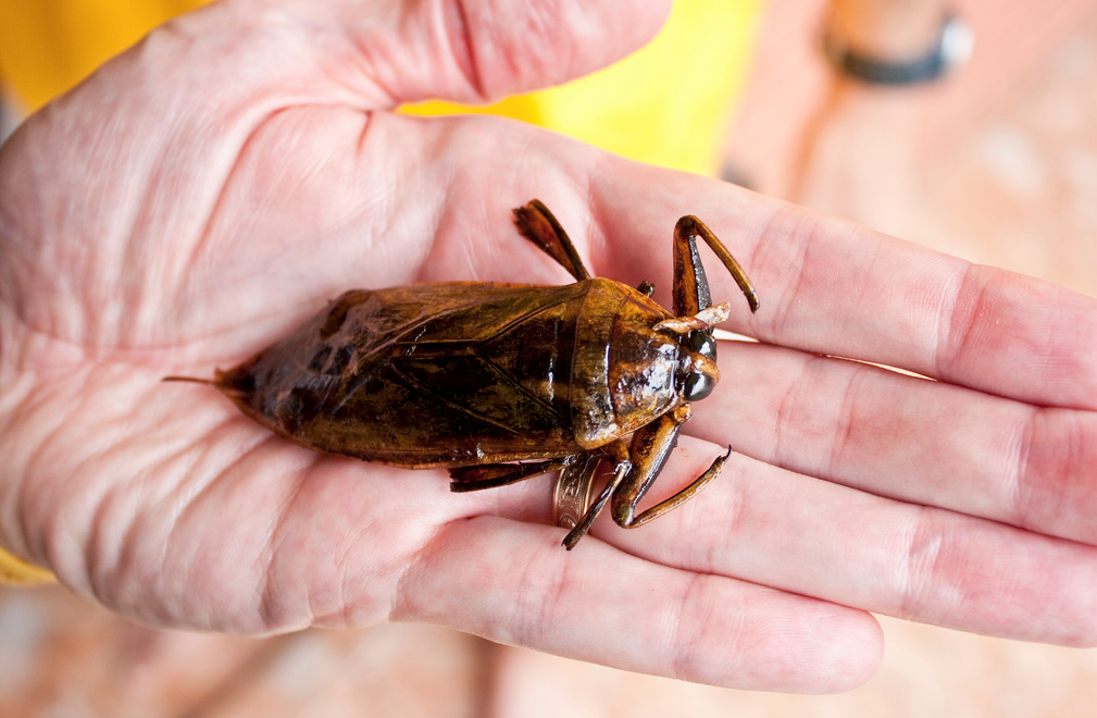 La punaise d'eau géante un insecte comestible