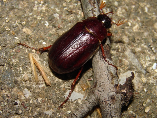 Le cafard du Pacifique : Diploptera punctata