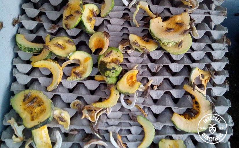 alimentation-insecte