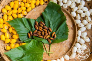Insectes comestibles et végétarens