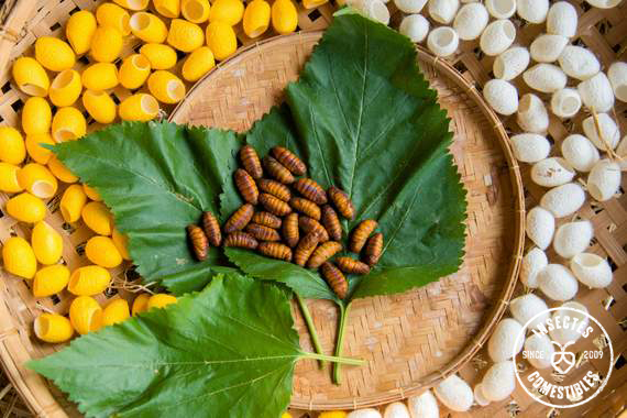 Insectes comestibles et végétarens
