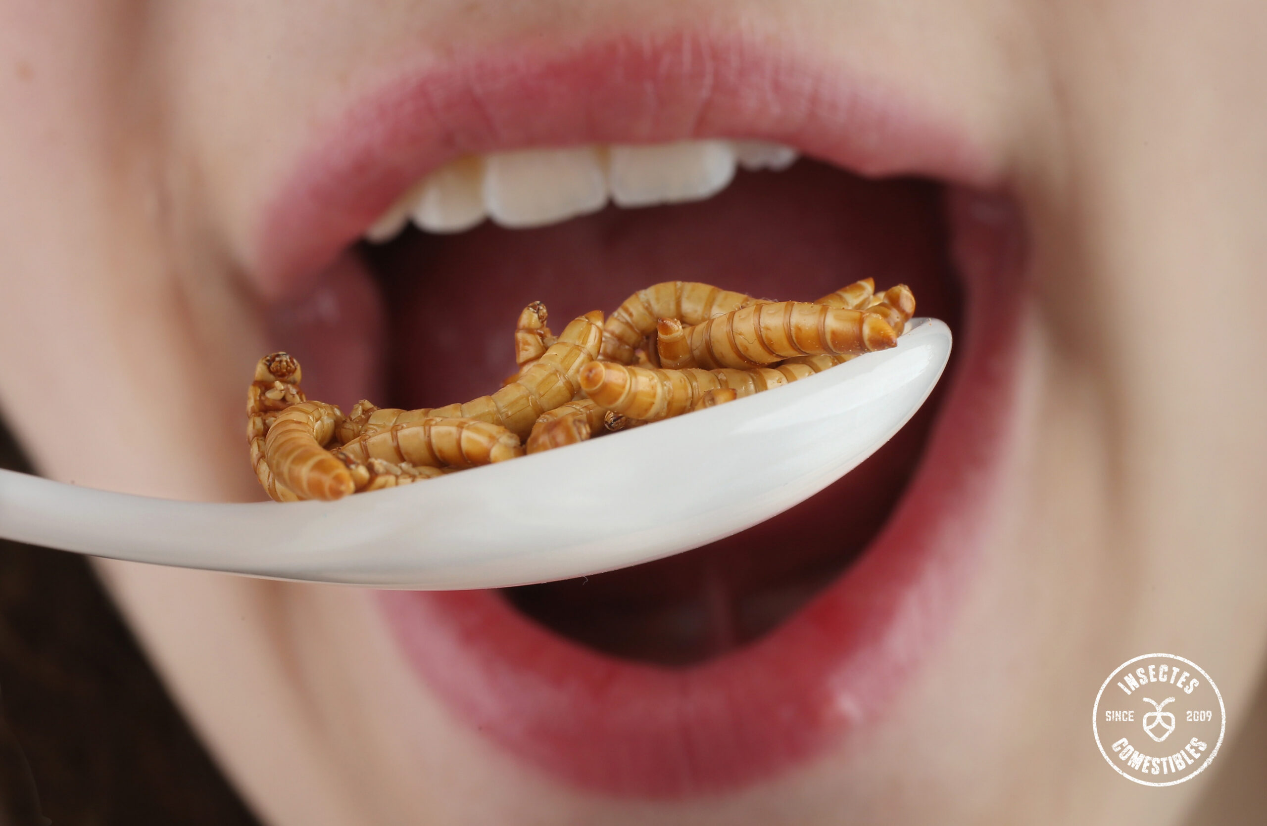 La consommation d'insectes