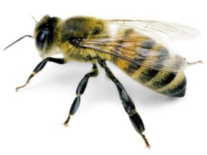 interet-abeilles-planete