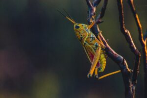 insectes-comestibles-criquet