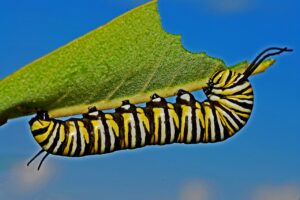 insectes – comestibles – chenille