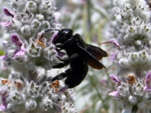 insectes comestibles