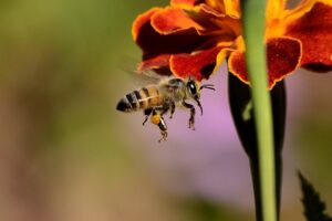 insectes – abeille
