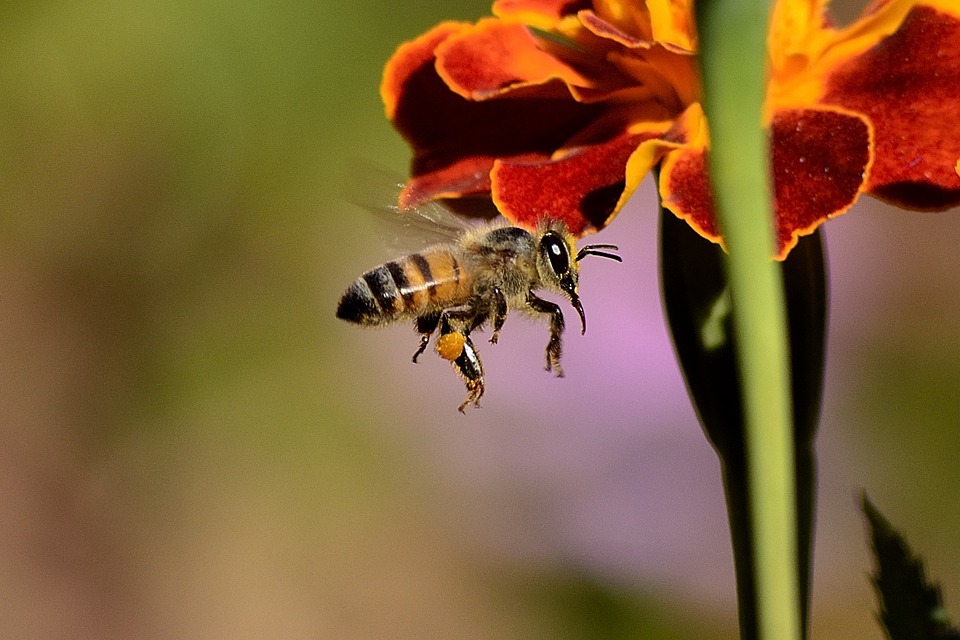 insectes – abeille
