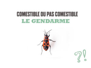 gendarme-comestibles-ou-pas