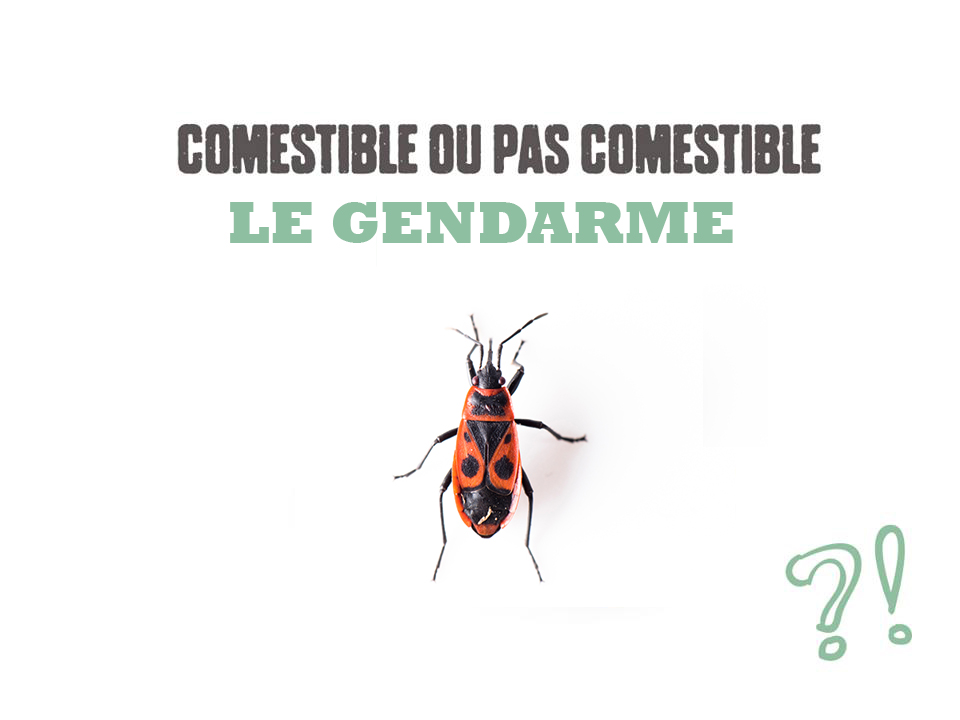 gendarme-comestibles-ou-pas