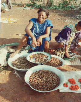 Blog 6851 insectes comestibles afrique