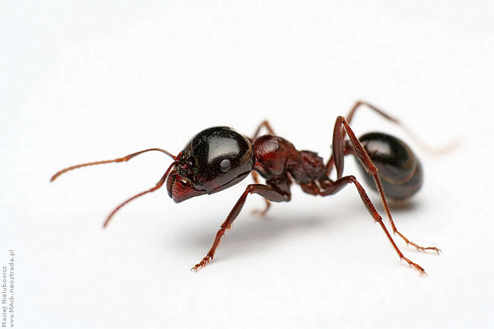 fourmis-ouvriere