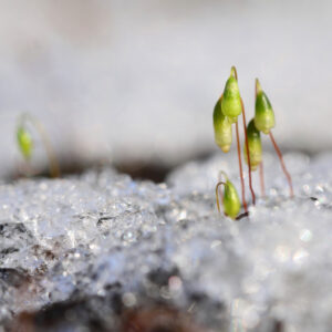 winter_snow_moss_flora_canon_100mm28lmacro_bokeh_macro-505685