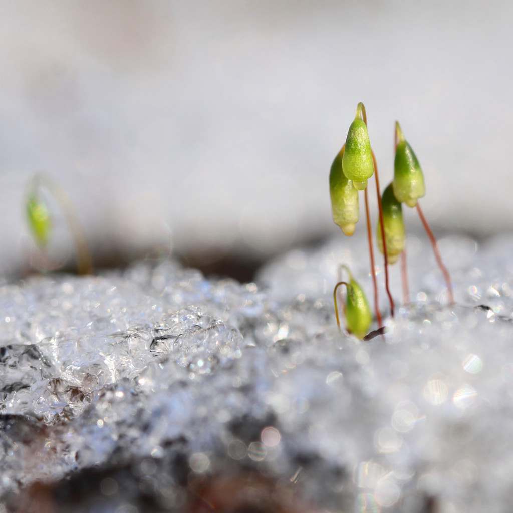 winter_snow_moss_flora_canon_100mm28lmacro_bokeh_macro-505685