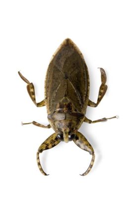Blog 6883 plus gros insectes du monde