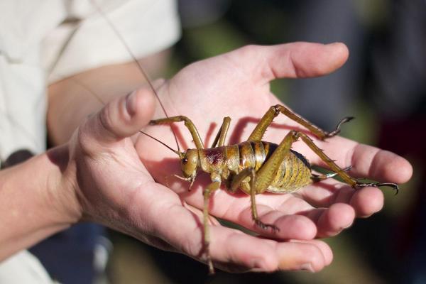 Blog 6884 plus gros insectes du monde weta