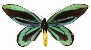 papillon-plus-gros-du-monde