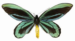 papillon-plus-gros-du-monde