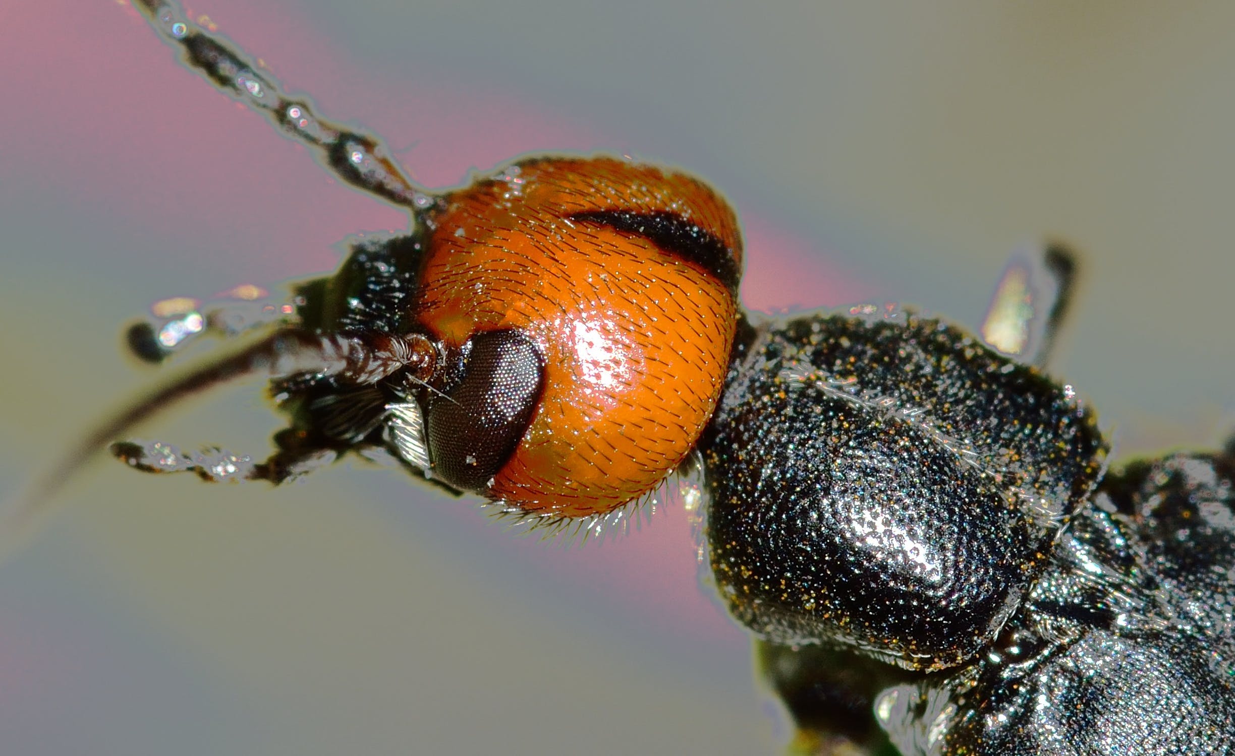 insects-beetles-nero-head-40863