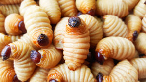 sago worm, larvae from the red palm weevil