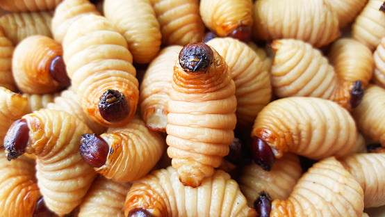 sago worm, larvae from the red palm weevil