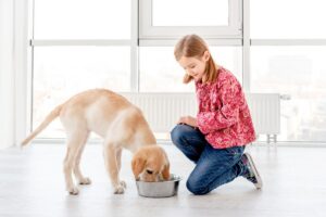 croquette chien aux isnectes