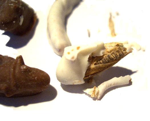 choco-croquines insectes