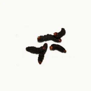 Cuisiner des insectes : les chenilles d'Afrique