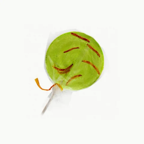 Sucette ver de farine pomme