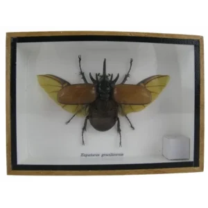 eupatorus gracilicornis